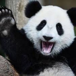 Drużyna Deadly Pandas - Gampre.pl