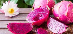 Drużyna Pitahaja - Gampre.pl