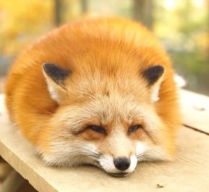 Drużyna Shadow of foxes - Gampre.pl