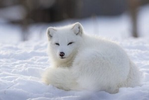 Drużyna esportowa Arctic Foxes - Gampre.pl