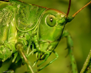 Drużyna esportowa Deaf Grasshopper - Gampre.pl