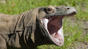 Drużyna esportowa Komodo Hype - Gampre.pl