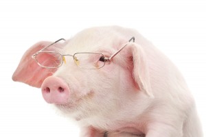 Drużyna esportowa FluffyPigsTeam - Gampre.pl