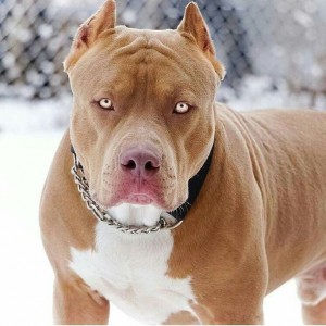 Drużyna PITBULLS - Gampre.pl