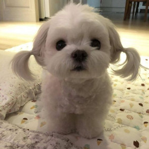 Gracz tuskaaa