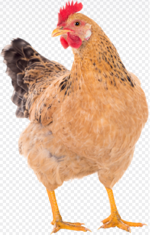 Gracz JamJestDawid2