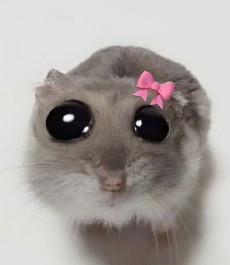 Gracz Madzixmotoo
