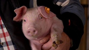 Gracz Jonirenikus