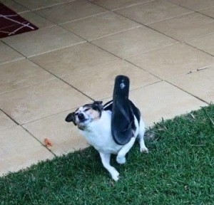 Gracz Wriggly