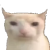 Gracz merrciaq