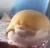 Gracz ChonkyHerbert