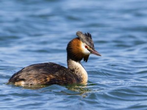 Gracz Grebe