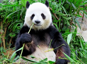 Gracz Panda882120