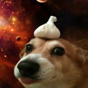 Gracz Garlic_dog
