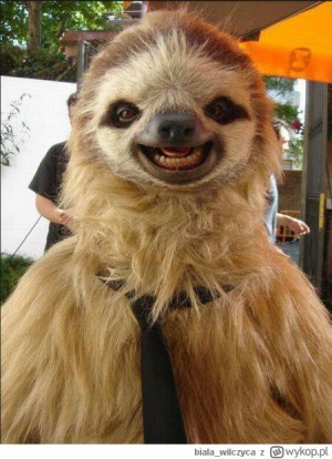 Gracz SLOTH