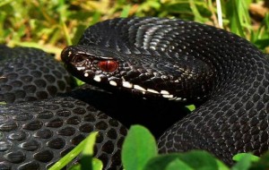 Gracz VipeR
